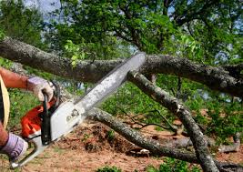 Trusted Universal City, TX Tree Care Experts