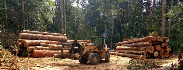 How Our Tree Care Process Works  in  Universal City, TX